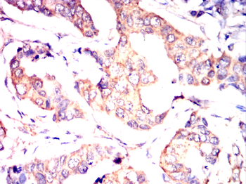 PHB1 Antibody