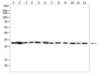 PHB1 Antibody