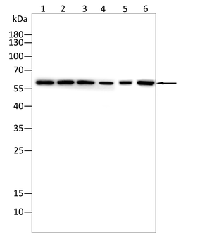 G6PD Antibody