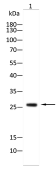 GSTM1 Antibody