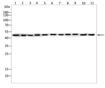 TUBA8 Antibody