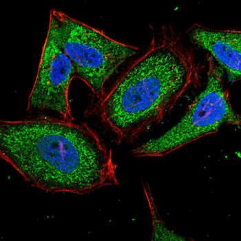 PKN2 Antibody