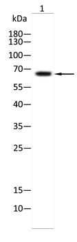 RPA1 Antibody