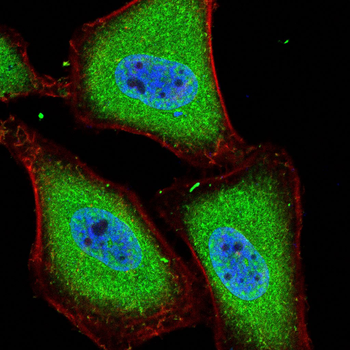 MAPK8 Antibody