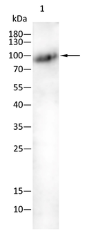 GRIA2 Antibody