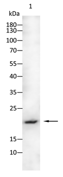 ARHGDIA Antibody