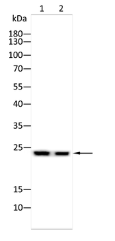 ARHGDIA Antibody