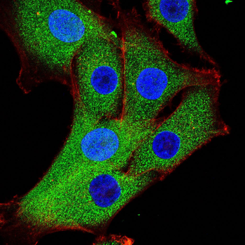 ANXA1 Antibody