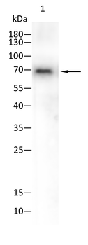 FZD5 Antibody