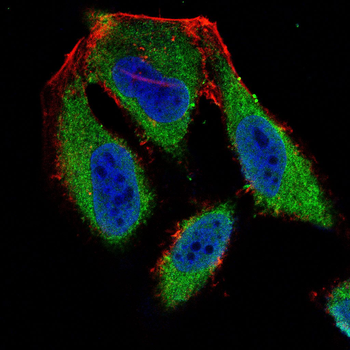 MARK3 Antibody