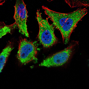 CD59 Antibody