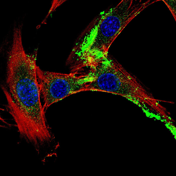 DKK3 Antibody