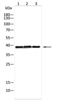 DKK3 Antibody