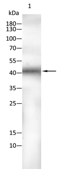 DKK3 Antibody