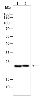 RPL18A Antibody