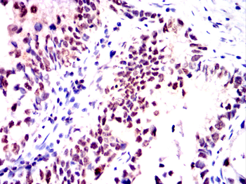 NELFA Antibody