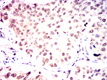 NELFA Antibody