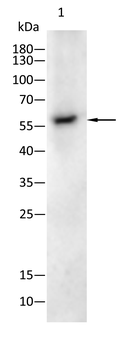 NELFA Antibody