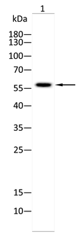 NELFA Antibody