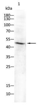CD33 Rabbit Polyclonal Antibody