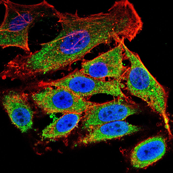 TUBB2A Antibody
