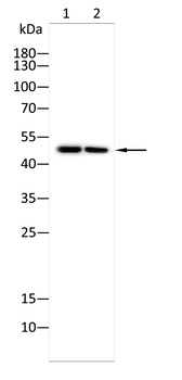 TUBB2A Antibody