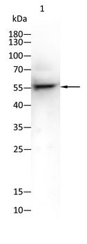TUBB2A Antibody