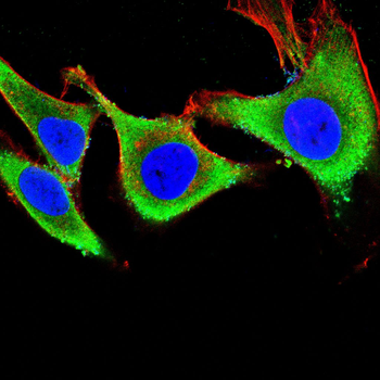FLT3 Antibody