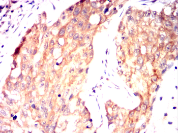 FLT3 Antibody