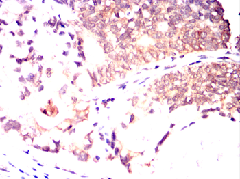 FLT3 Antibody