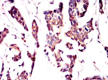 FLT3 Antibody