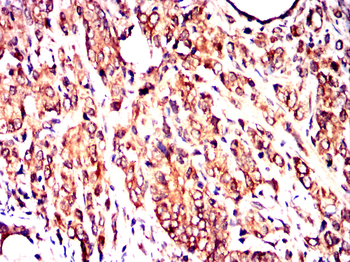 FLT3 Antibody