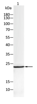 CDKN1A Antibody