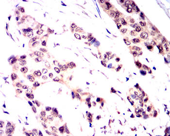 JUN Antibody