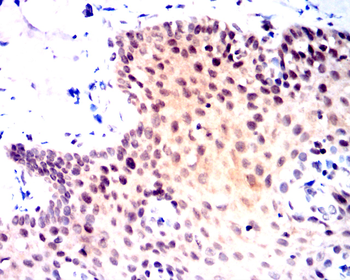 JUN Antibody