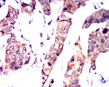 WNT3A Antibody
