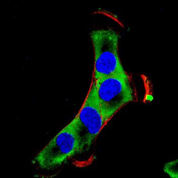 NQO1 Antibody