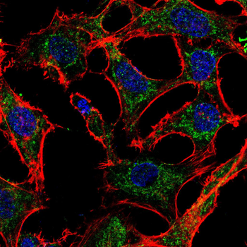 SNAI2 Antibody