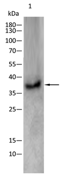 EIF2S1 Antibody