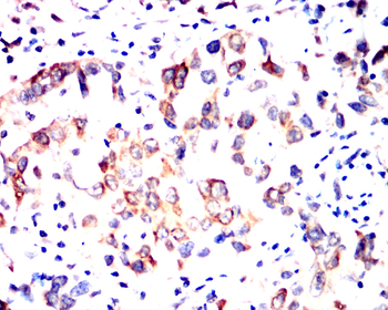 GAPDH Antibody