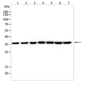 GAPDH Antibody