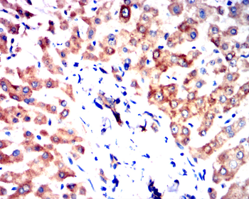 COX4I1 Antibody