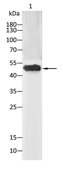 YAP1 Antibody
