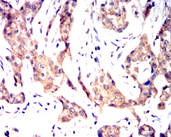 GSDMD Antibody