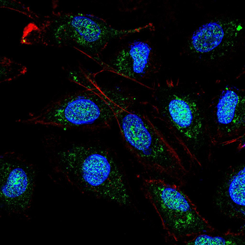 CEBPA Antibody