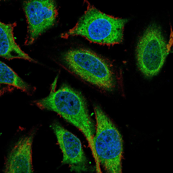 KRT19 Antibody
