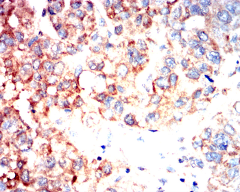 PROM1 Antibody