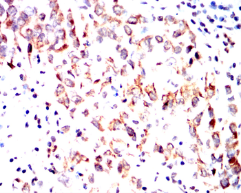 PROM1 Antibody