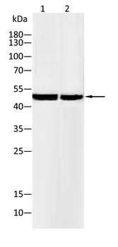 CCNB1 Antibody