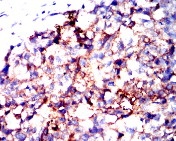FAP Antibody